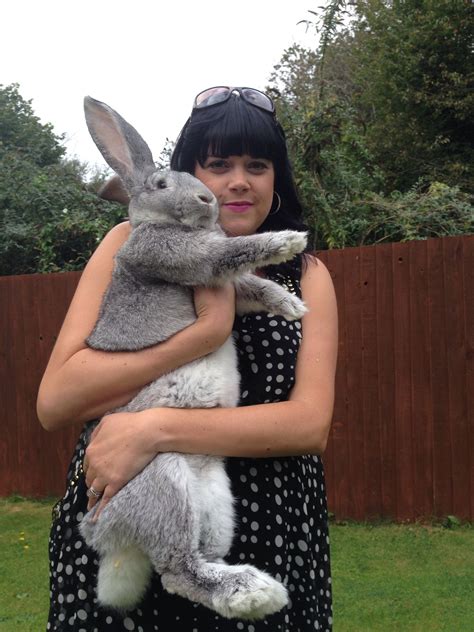 Giant Continental Rabbit Chincilla 6 Months Giant Rabbit Pet Bunny