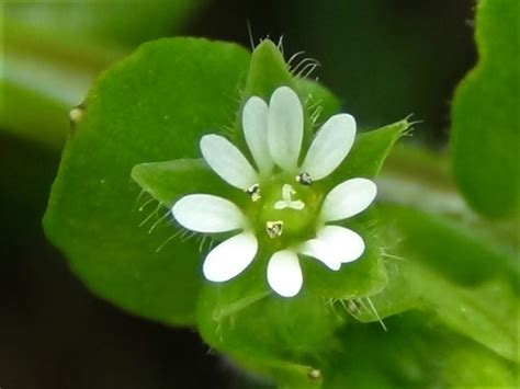 Common Chickweed Chickenwort Craches Maruns Winterweed Stellaria