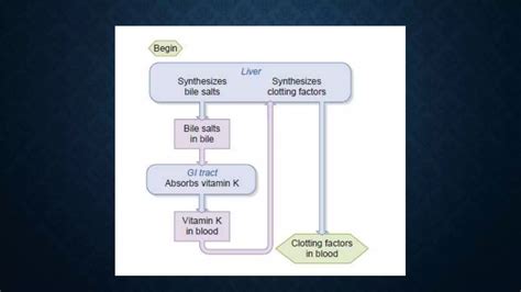 Hemostasis And Coagulation Of Blood For M Sc Basic Medical Students