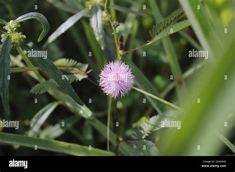 Mimosa Flower High Resolution Stock Image Stock Photo Alamy