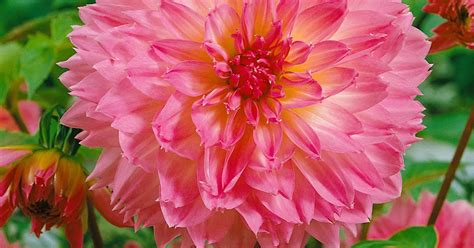 Dahlia Fubuki Sakura Pflanze Pflege Tipps Floragard