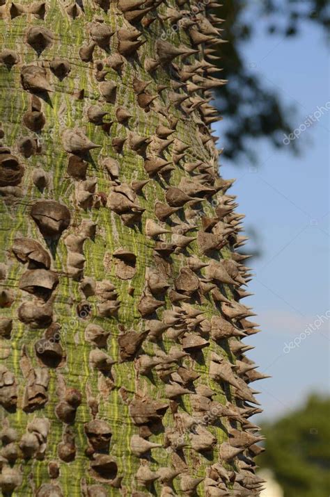 Bark Of Ceiba Speciosa Silk Floss Tree Trunk Of An Exotic Tree With