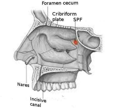 Anatomy, Head and Neck, Sphenopalatine Foramen - StatPearls - NCBI ...