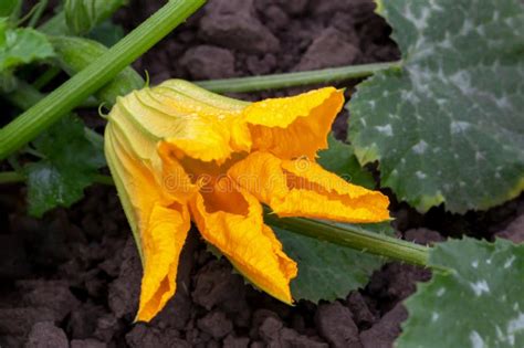 Large Zucchini Flower With Ovary Stock Photo Image Of Fresh Natural