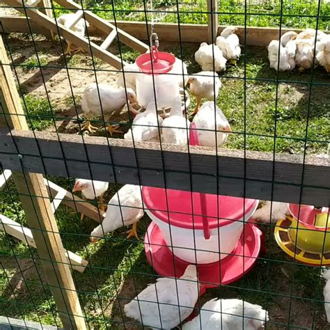 Новый куриный трактор🚜 - YouTube