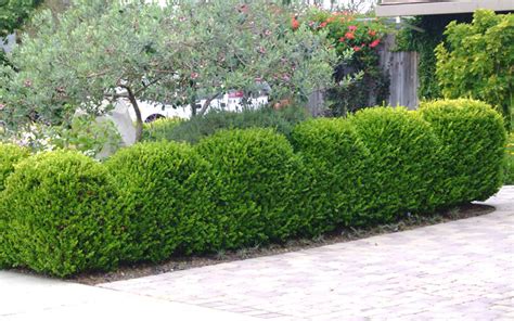 Buy Japanese Boxwood Shrubs Free Shipping Wilson Bros Gardens