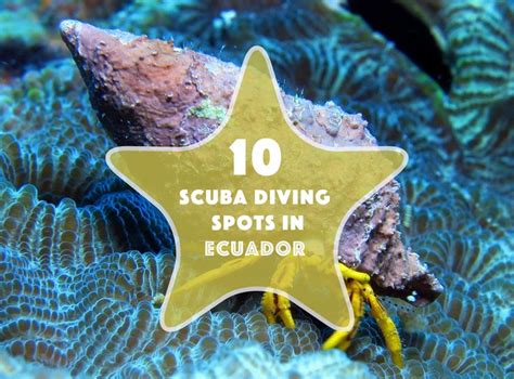 10 Best Places To Scuba Dive In Ecuador Scuba Diving Diving Scuba