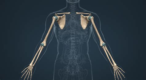 Conozcamos El Cuerpo Humano Huesos Del Miembro Superior De Cuerpo