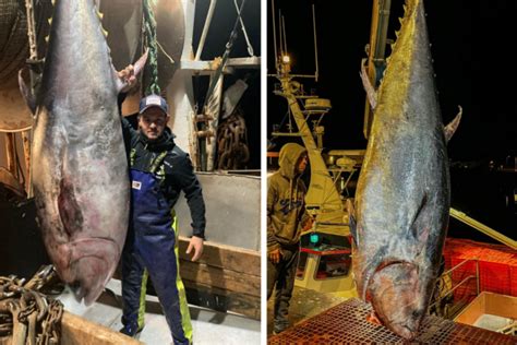 Deux énormes thons rouges pêchés au large de Boulogne sur Mer cette