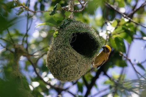 Premium Photo | A bird that is on a tree with its nest