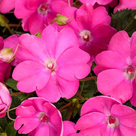 Sunpatiens Hot Pink 6 Pot Whittemores Landscap