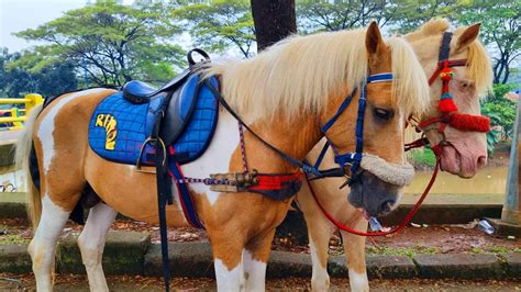 NAIK KUDA I BABY FINGER SONG CICAK CICAK DI DINDING NAIK KUDA