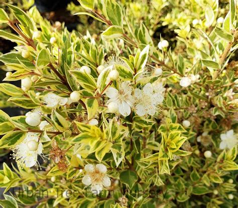 Myrtus Communis Compacta Variegata Urban Tree Farm Nursery