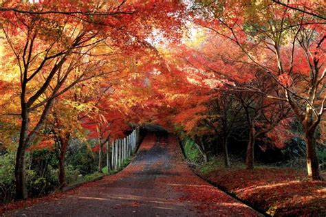 千葉県養老渓谷や滝紅葉2015見頃時期とオススメコースや混雑状況 7dwm