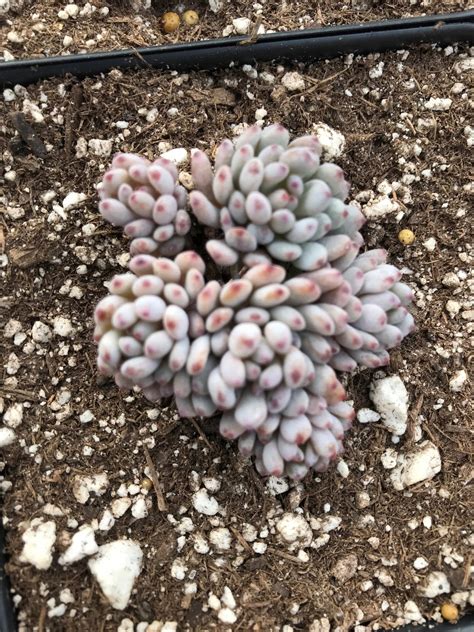 Graptopetalum Pachyphyllum Purple Beans Domann S Plants