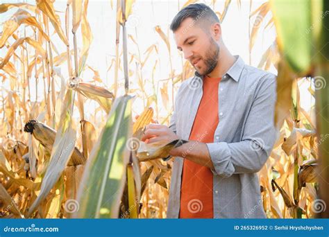 Agronomist Checking Corn If Ready For Harvest Portrait Of Farmer