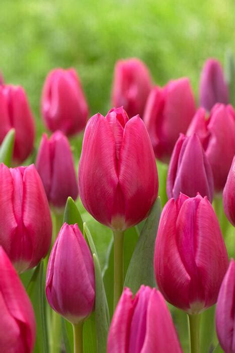 Tulipa Triumph Pink Ardour Tulip From Adr Bulbs