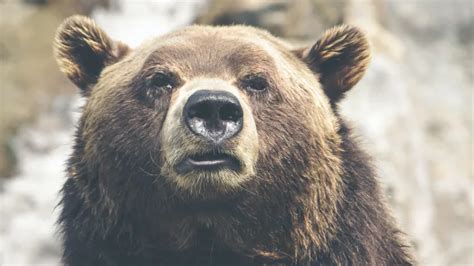 Facts About Grizzly Bears Facts On Tap