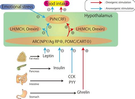 A Simplified Model Of The Feeding Regulation Hypothesis Involving The