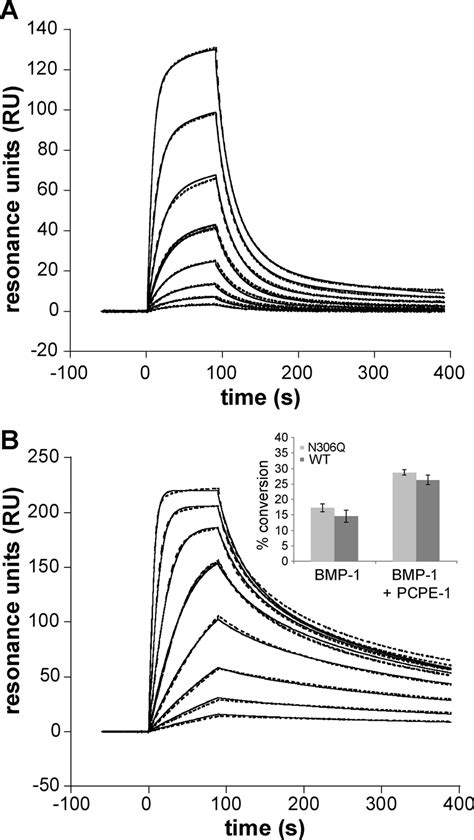 Surface Plasmon Resonance Analysis Of The Interactions Of Pcpe 1 With Download Scientific