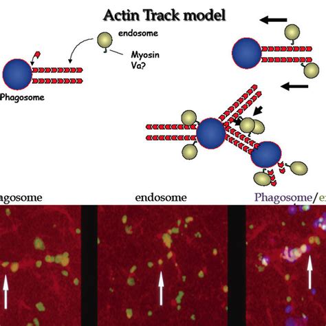 The Actin Track Model Actin Filaments Nucleated From The Surface Of A