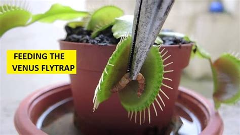 How To Grow And Care For The Venus Fly Trap