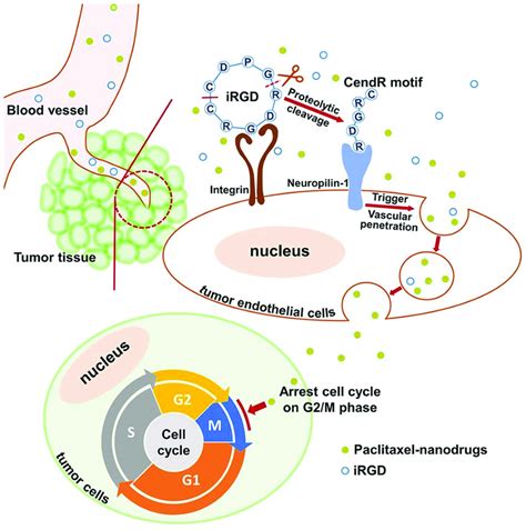 Schematic Illustration Of Irgd Plga Ptx Nanomicelles Used In Antitumor Download Scientific