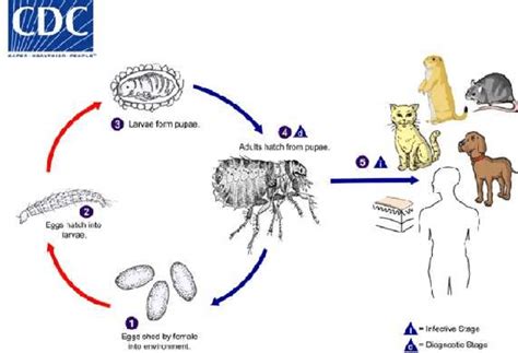 1 General Flea Life Cycle Available At Dpdxfleas