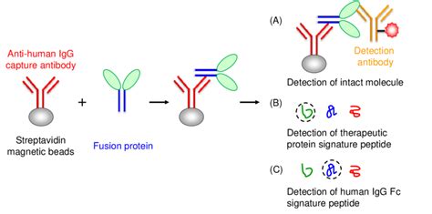 Ligand Binding Assay An Overview Sciencedirect Topics Off