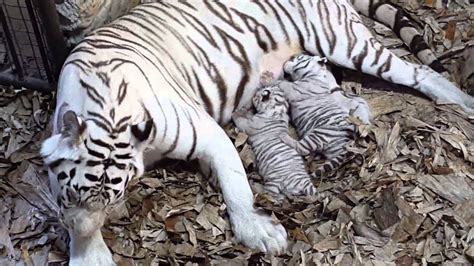 Bengal Tiger Cares For Cubs At Emperor Valley Zoo Youtube