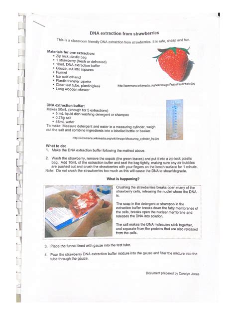 Dna Extraction From Strawberries Pdf