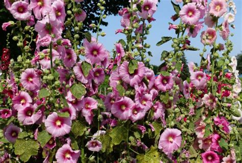 Cuándo plantar plántulas de malva para que florezcan en el primer año