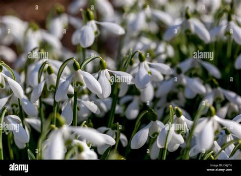 Snowdrops Galanthus Nivalis Stock Photo Alamy