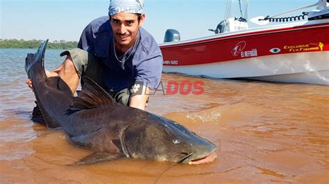 Pescaron manguruyú y surubíes gigantes en el río Paraná Fotos y videos