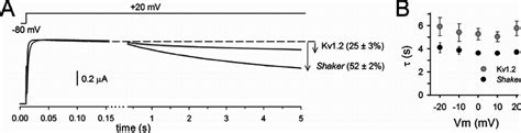 C Type Inactivation Properties Of Shaker And Kv1 2 A Ionic Current