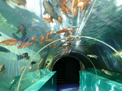 Lakes Aquarium Attractions Near Me