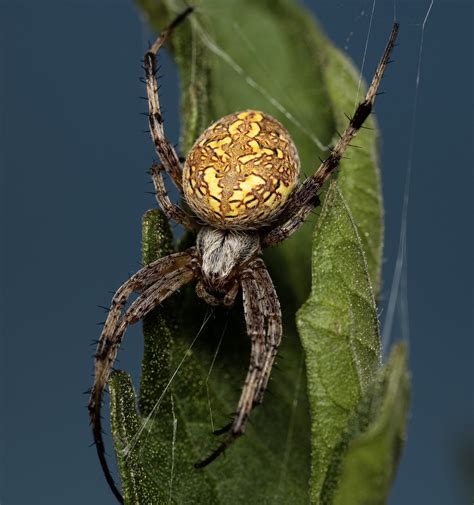 Peacock Parachute Spider : spiders