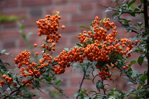 Scarlet Firethorn (Pyracantha coccinea) in Long Island Westbury Nassau ...