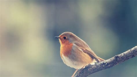 Robin Spiritual Meaning Symbolism And Totem