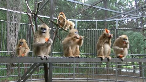 Six Qinling Golden Snub Nosed Monkeys Born In Northwest China Youtube