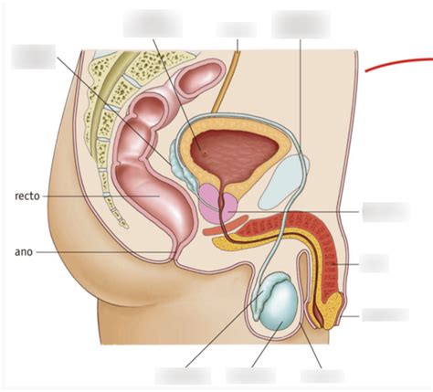 romántico inferencia En cualquier momento anatomia reproductor