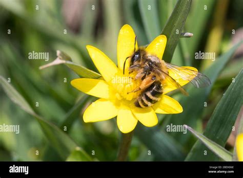 Gemeine Sandbiene Hi Res Stock Photography And Images Alamy