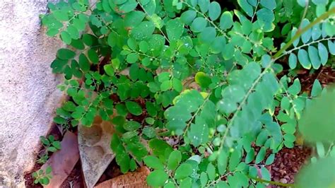 Quebra Pedra Phyllanthus Niruri YouTube