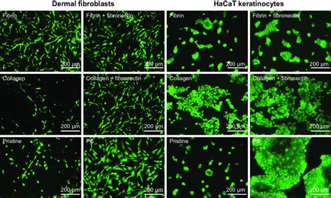 Viability Of Human Dermal Fibroblasts And Human Hacat Keratinocytes