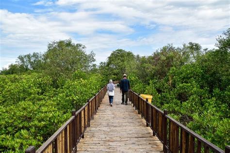 Rekomendasi 5 Wisata Hutan Mangrove Estetis Di Indonesia Iradio Fm