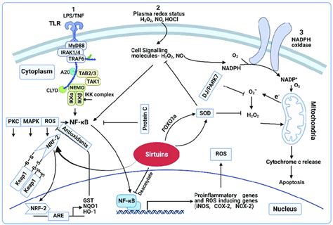 Regulation Of Ros Rns On Transcription Sensitive Genes Activation