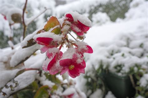 Did You Know Its Possible To Overwinter Any Type Of Begonia Heres