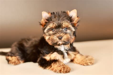 Yorkshire Terrier Kaufen ♂ Und ♀ Welpe Aus München Deinetierwelt