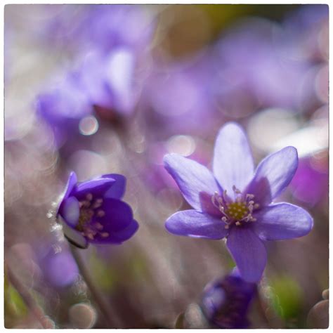 Dans Lumi Re Contre Jour Hepatica Nobilis Siv Domeij Flickr