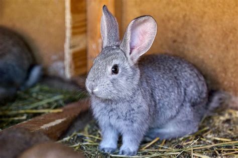 An Overview Of Rabbit Fur Colors And Patterns